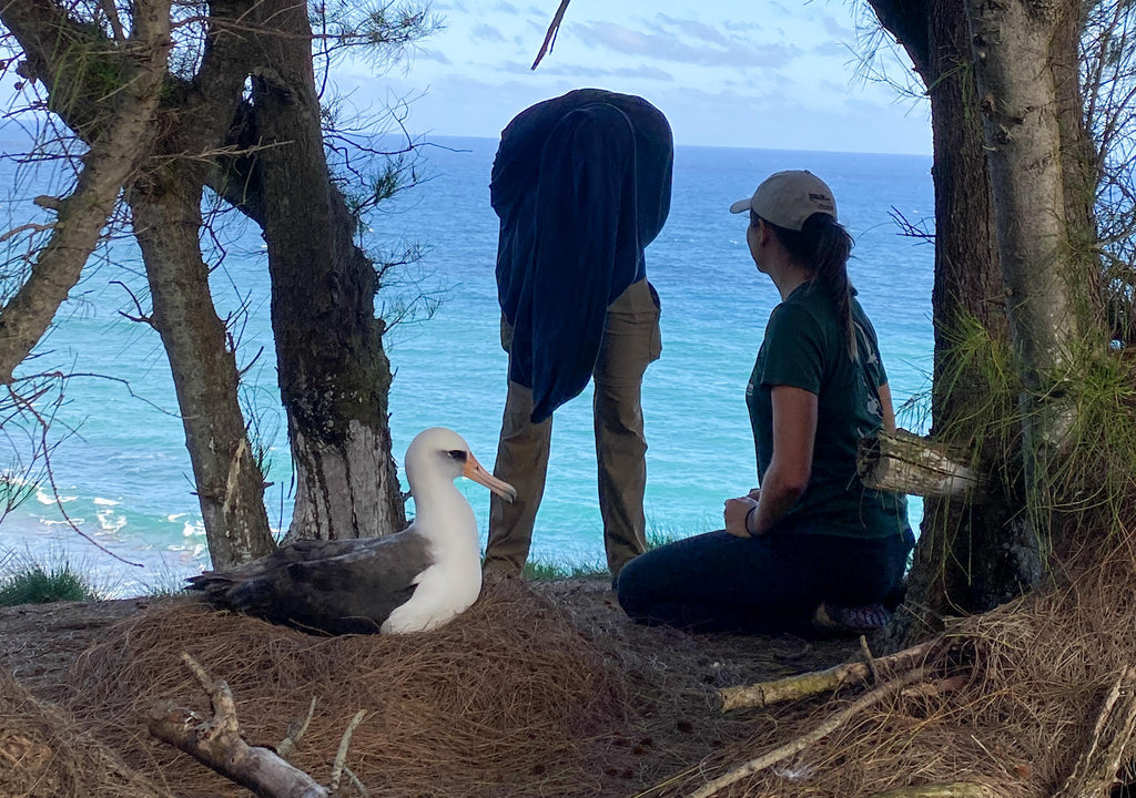 Two biologists candling laysan albatross egg in dark cloak in nesting colony on ocean bluff