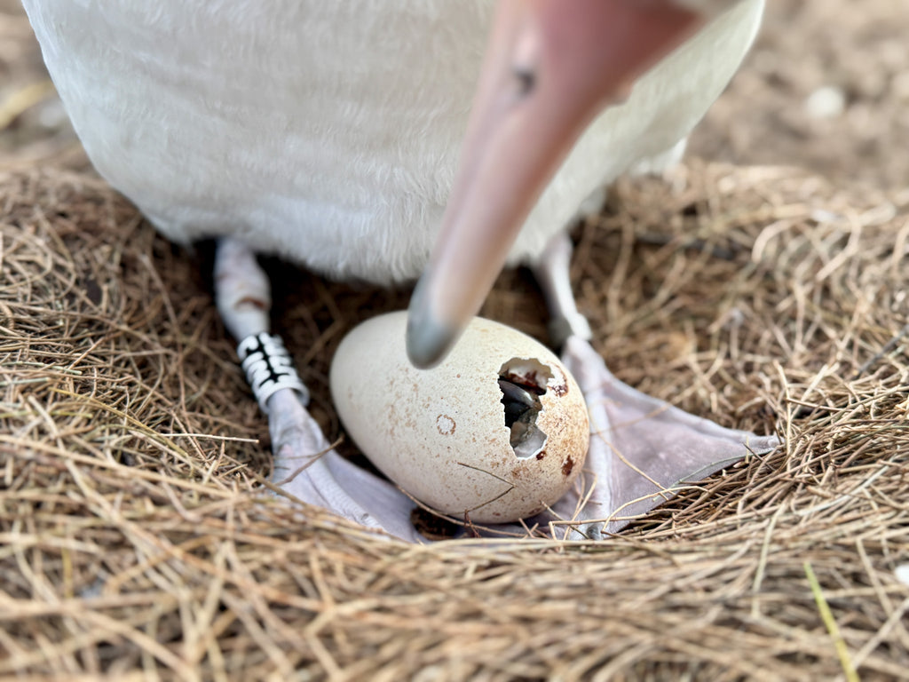 Laysan albatross egg that has begun pipping with its little beak visible through the hole in the eggshell and its parent peering down to see their hatching offspring