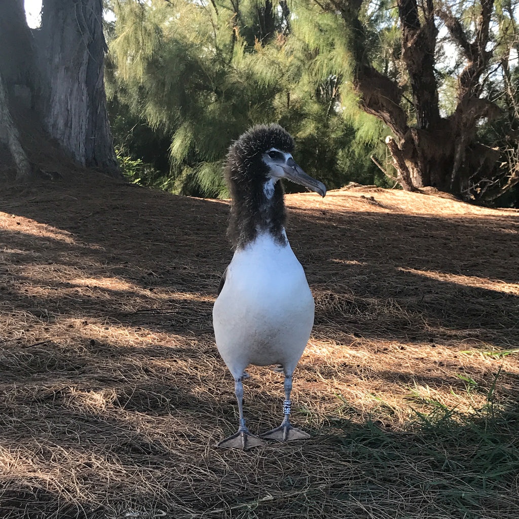 Laysan albatross chick five months old standing on pine needle covered ground with trees in background