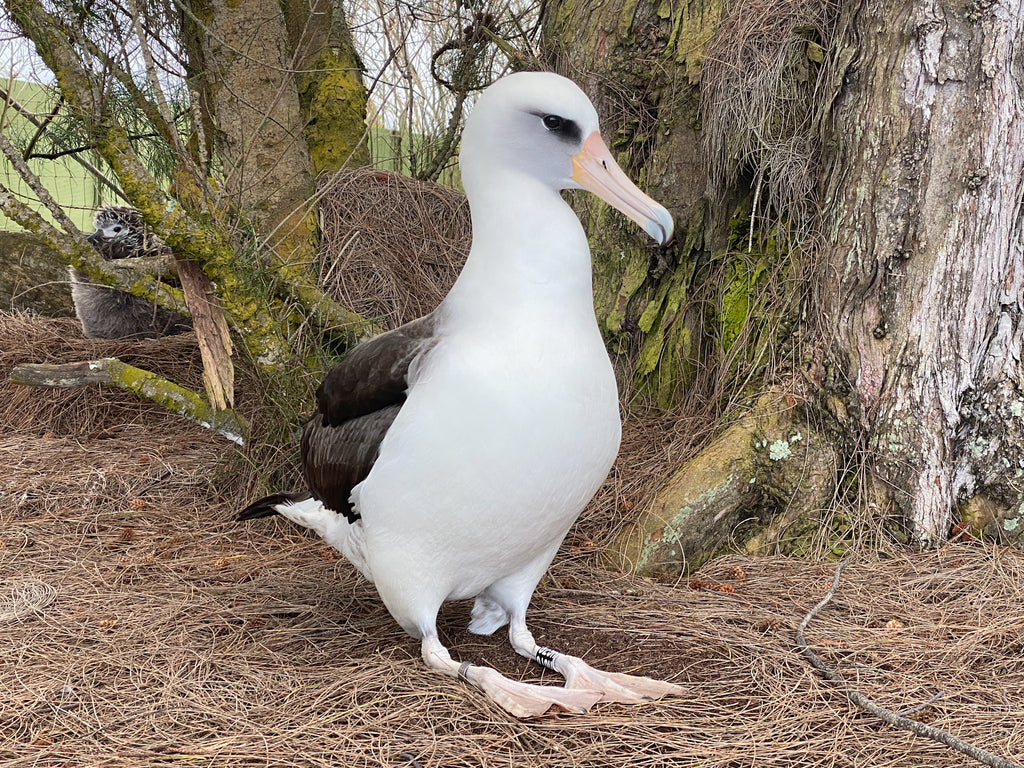 Adult laysan albatross bird sitting on pine needle covered ground 