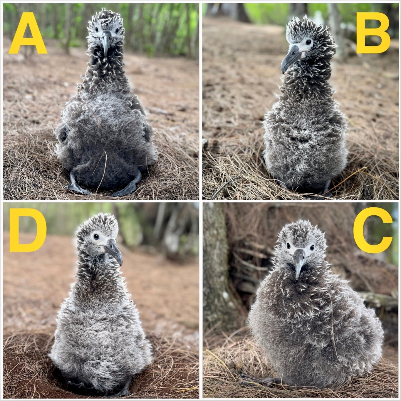 Collage of our final four adorable laysan albatross chicks.