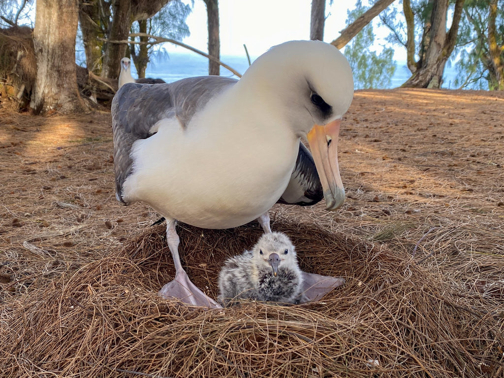 Laysan albatross baby chick just hatched sitting in nest with parent