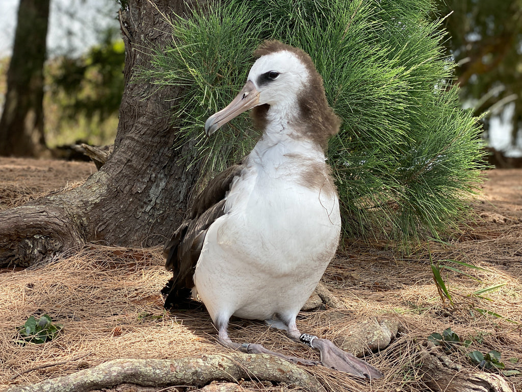 Laysan albatross chick before fledge kauai noni farm