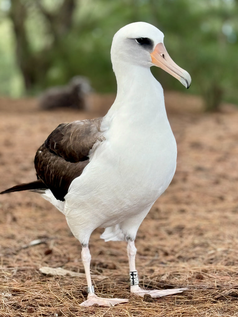 Laysan albatross juvenile bird standing in pine needles in nesting colony on kauai