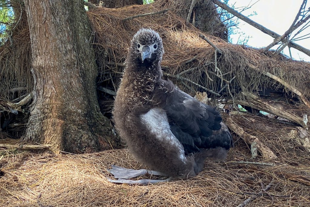 Meet Lucky our laysan albatross chick superstar sitting in pine needle nest