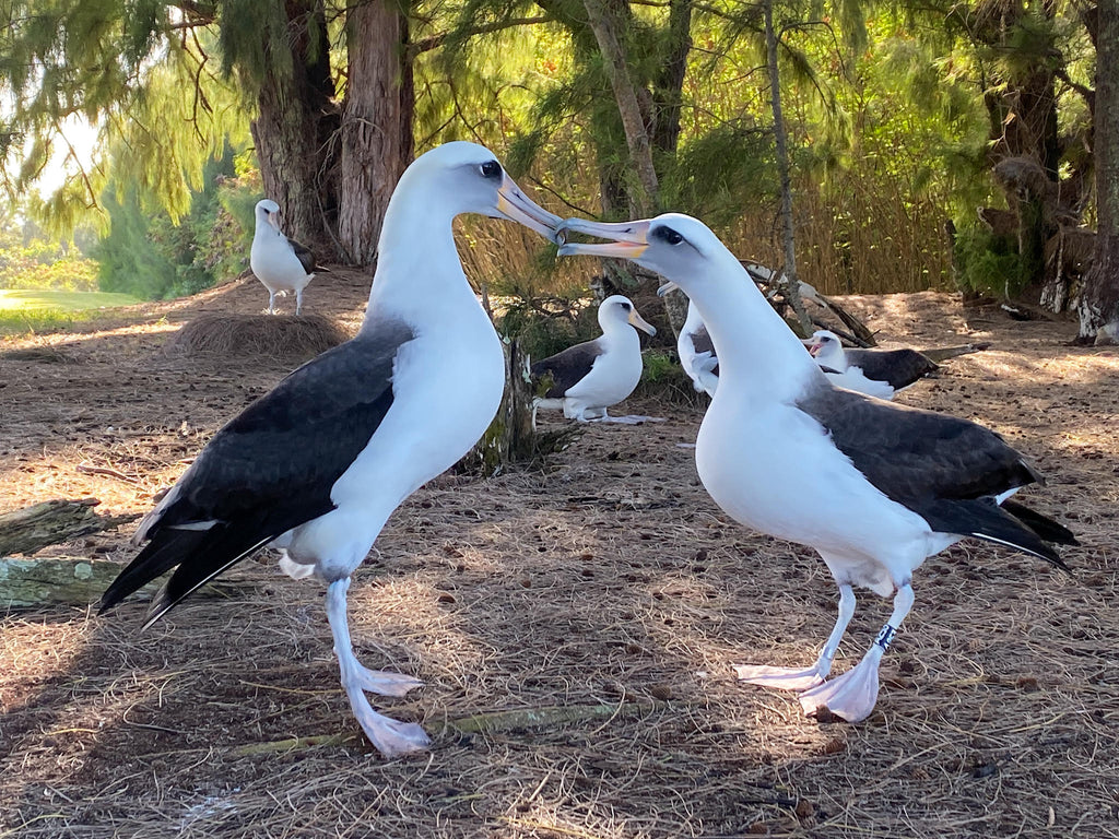 Two laysan albatross birds dancing kauai