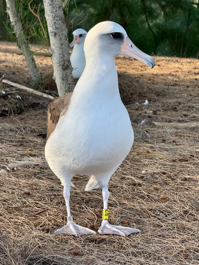 Laysan albatross from Tern Island banded in 1996 as chick visits Kauai albatross colony. Bird is standing on pine needle covered ground with trees in the background.