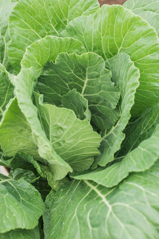 collard greens