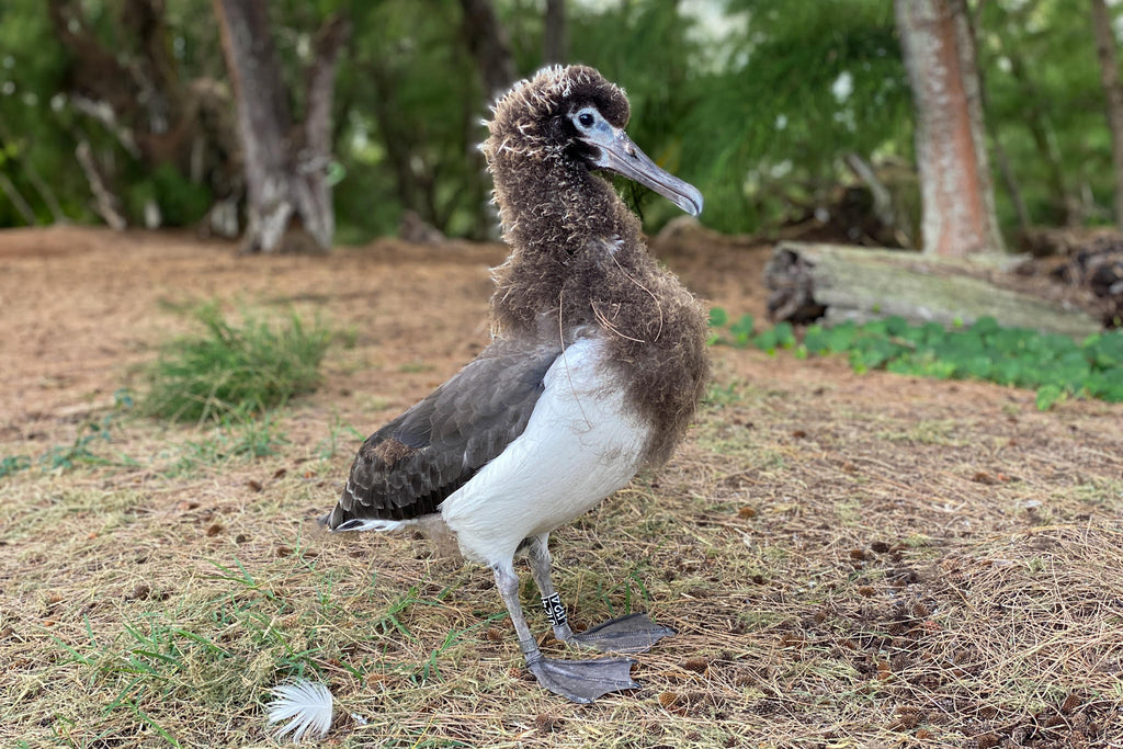 Laysan albatross chick five months old standing on ground in nesting colony
