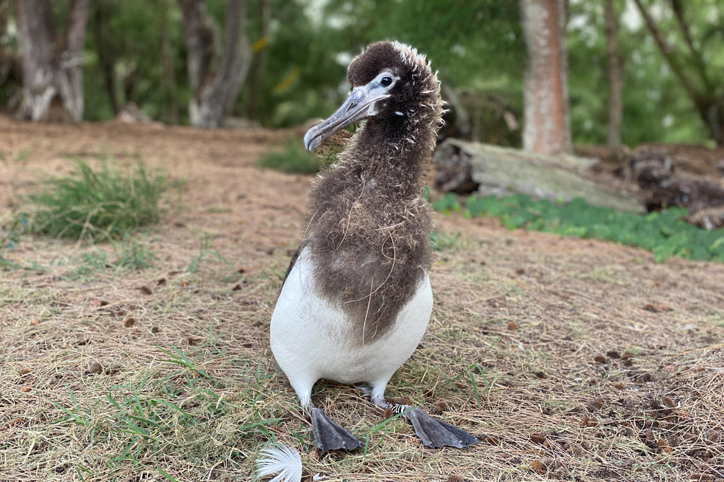 Lucky the laysan albatross chick superstar noni farm
