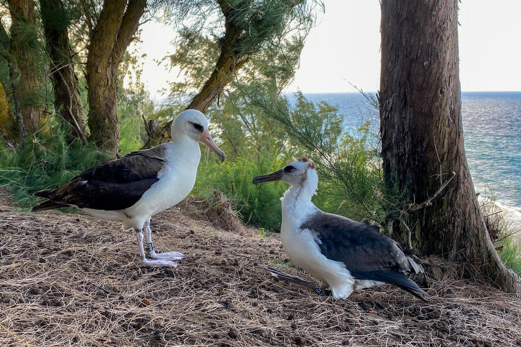 Laysan albatross chick and parent standing facing each other with ocean bluff in the background