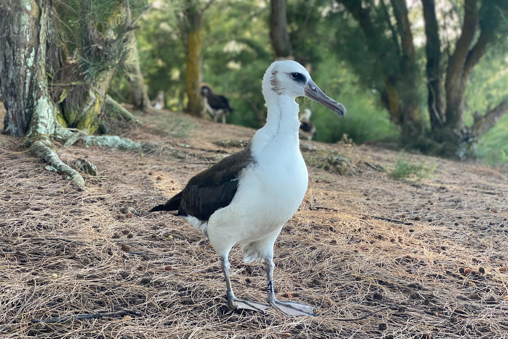 Laysan albatross chick six months old standing on pine needle covered ground kauai