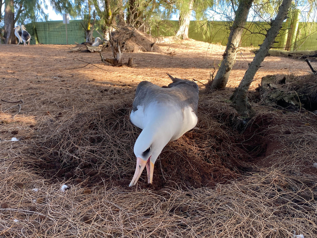 Laysan albatross female bird building nest on ground with dirt and pine needles kauai