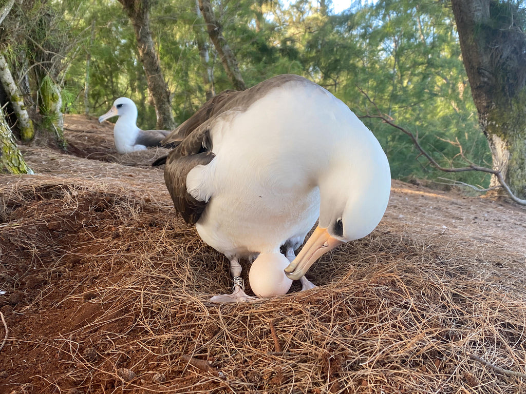 Laysan albatross standing in her nest bending over to look at her egg and gently touching it with her bill.