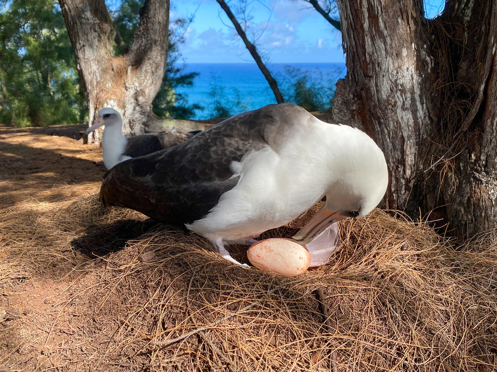 Laysan albatross bird standing in pine needle nest on ground looking at her newly laid egg