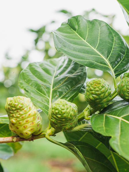 Noni fruit