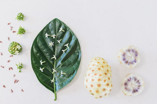 noni fruit is beneficial for your health and wellness
