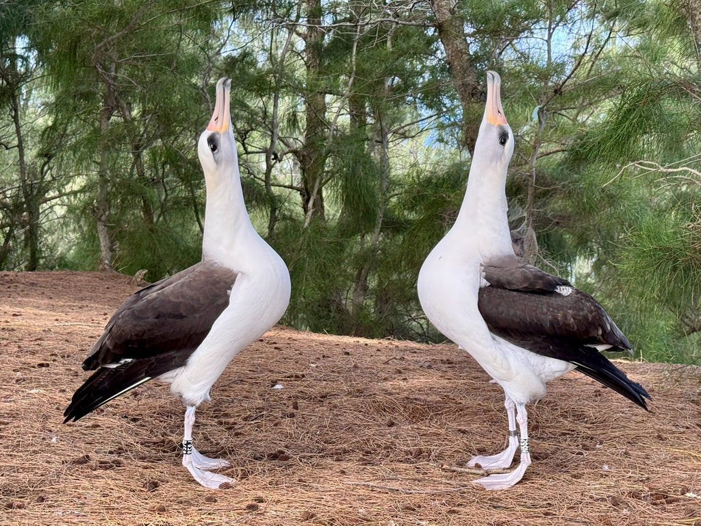 Two juvenile laysan albatross dancing
