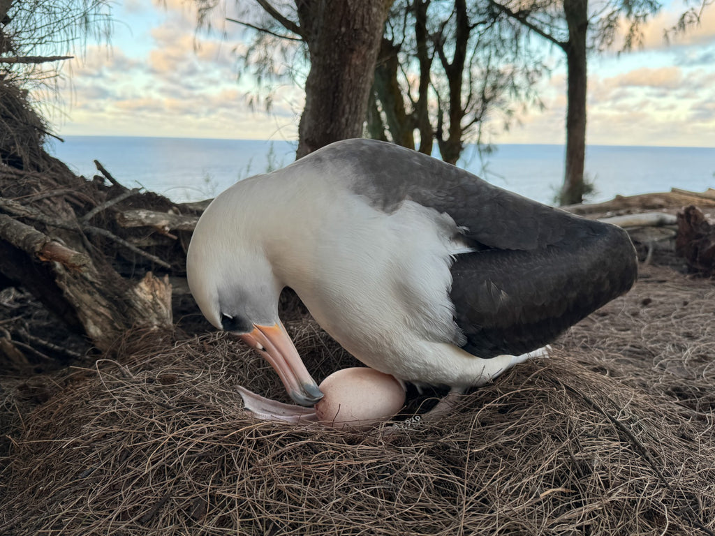 Laysan albatross bird sitting in nest touching their egg with beak