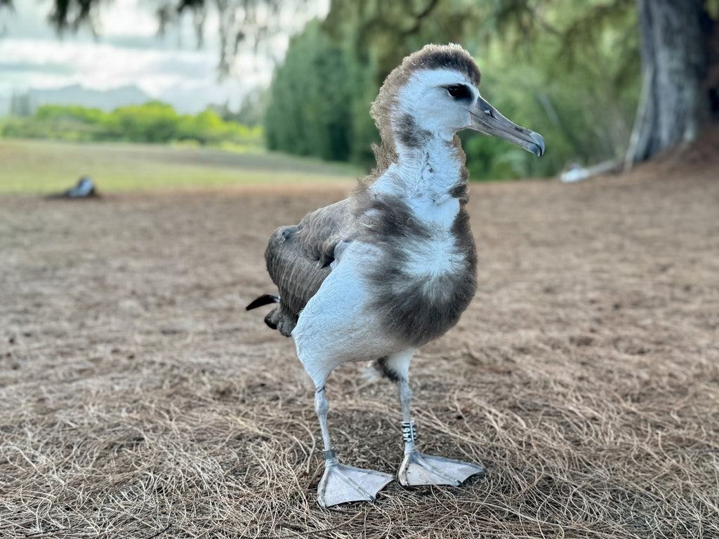 Young laysan albatross chick standing on pine needles in grassy field kauai