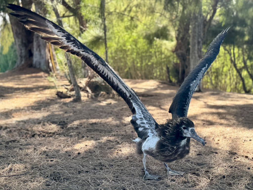young laysan albatross chick with outstretched wings kauai noni farm