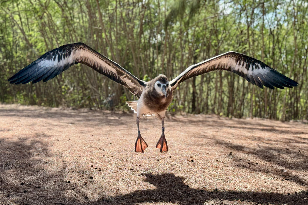 Young laysan albatross chick with outstretched wings jumping in the air kauai