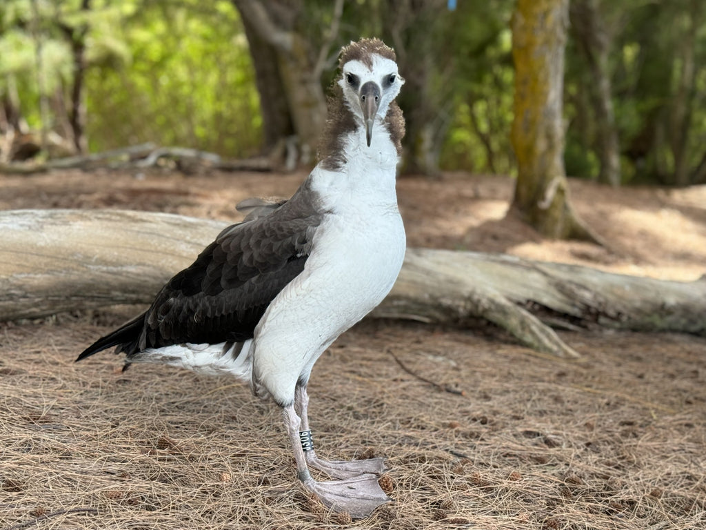Six month old Laysan albatross chick standing in nesting colony a few days before fledging from kauai