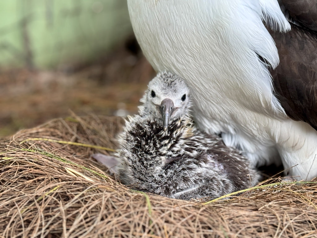 Laysan albatross chick sitting in nest