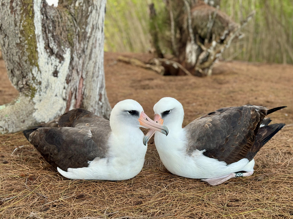 Laysan albatross pair sitting snuggled on pine needles