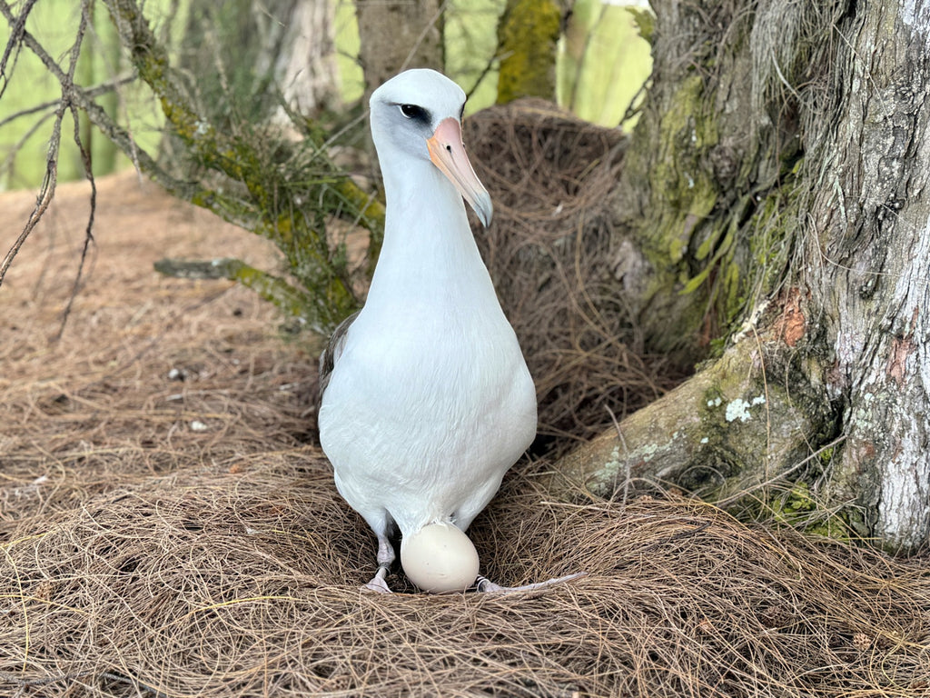 laysan albatross bird on nest with egg kauai