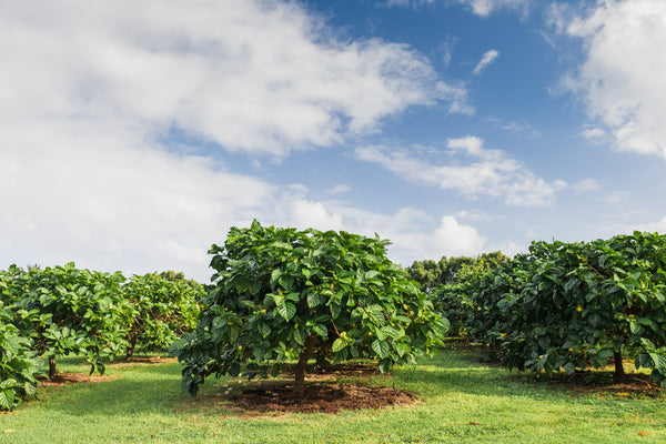 noni tree growing on organic farm on kauai hawaii