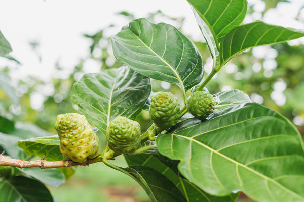 noni fruit organic superfood antioxidant anti-inflammatory noni fruit leather
