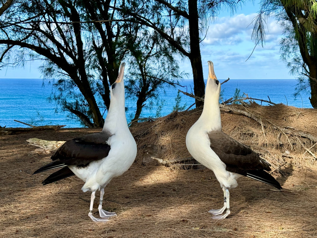 Two Laysan albatross performing courtship dance with bills pointed to the sky on kauai hawaii