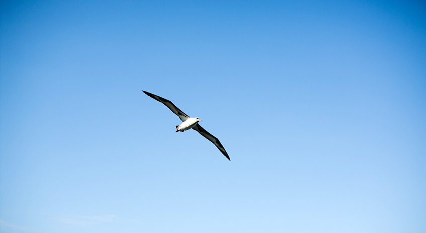 Laysan albatross with wing outstretched soaring in the blue sky