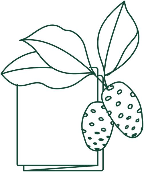 noni fruit leather from hawaiian organic noni on kauai